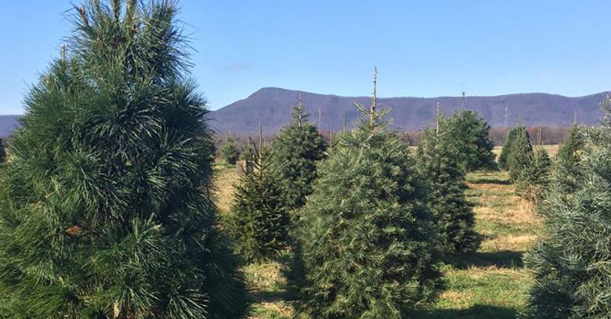 Farm Fresh Christmas Trees in Luray Luray Caverns
